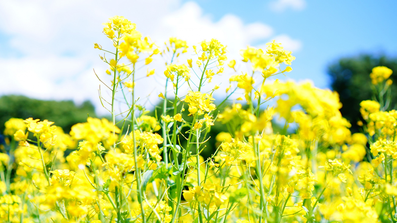 菜の花